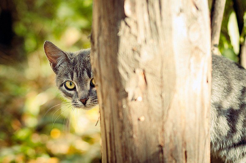 кот, шпион Шпион =) фото превью