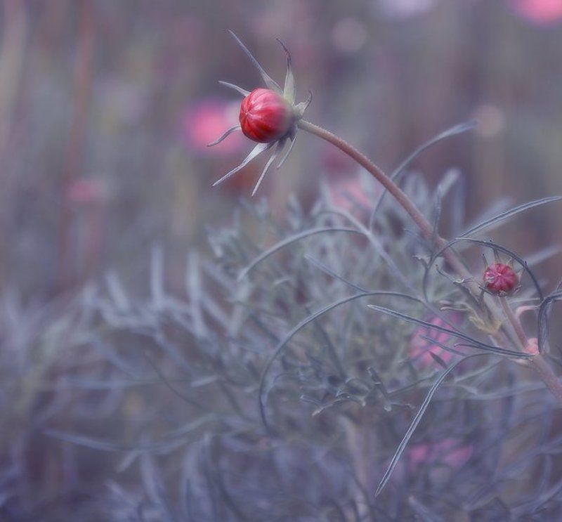 ****** фото превью