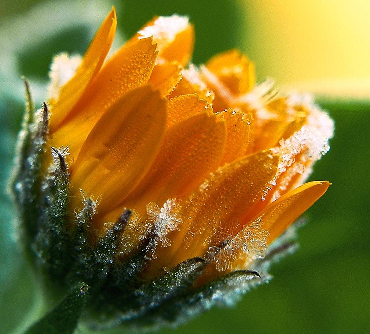 , Наталья Кайзер