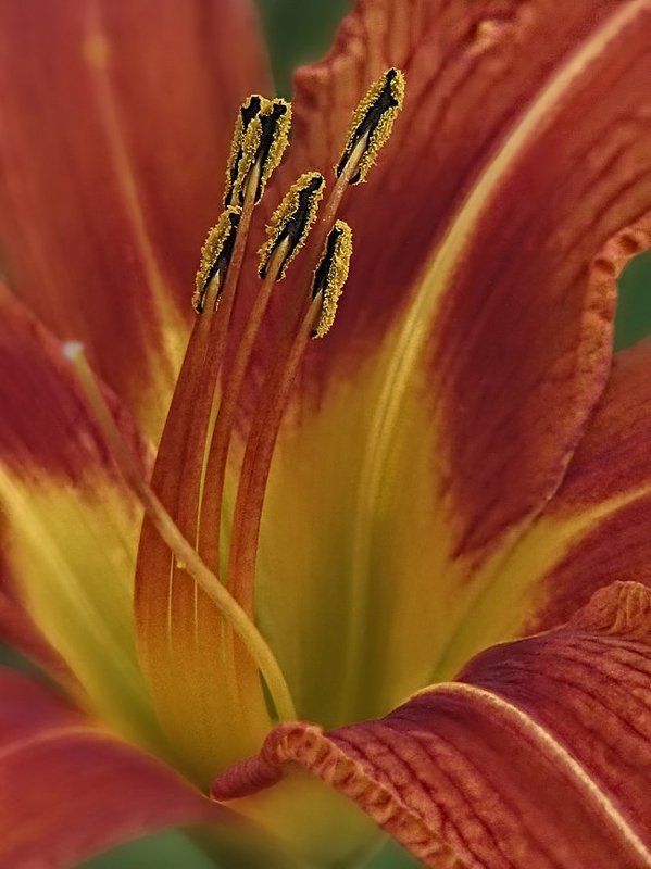 лилии, цветы, флора ... фото превью