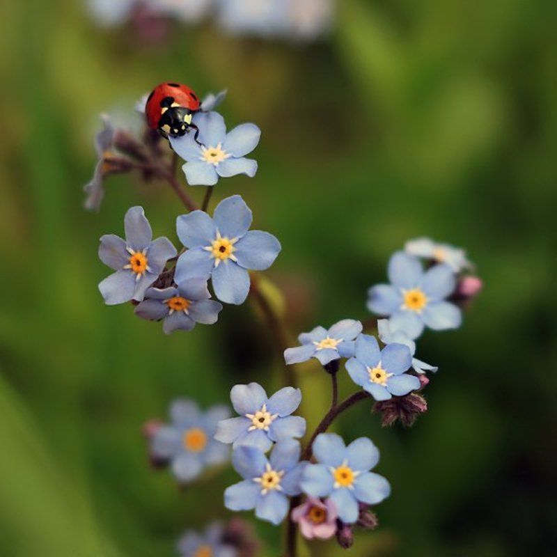 Высоко сижу, далеко гляжу фото превью