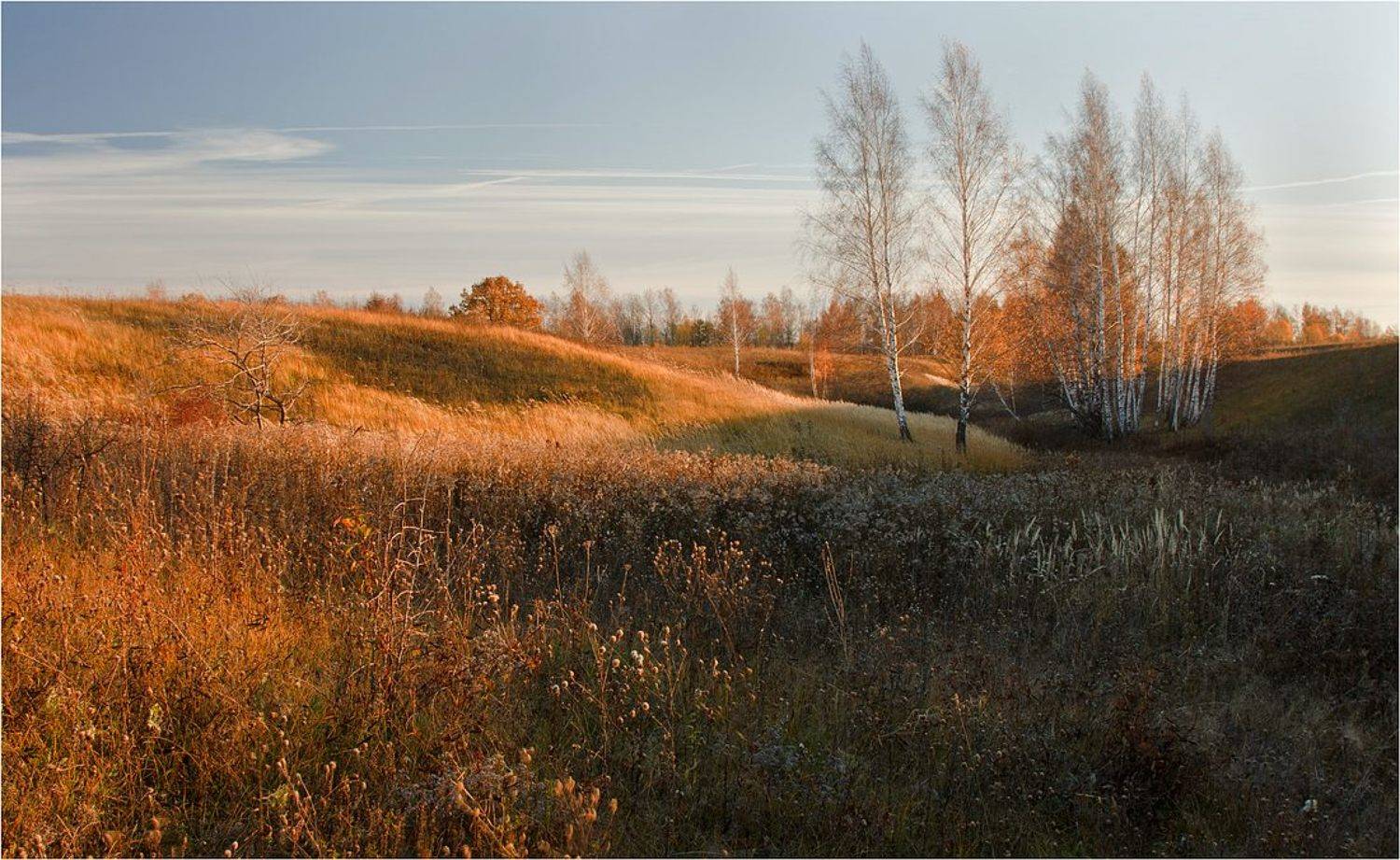 осень, березки, вечер, Михаил Русанов