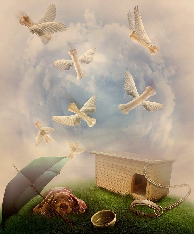 коллаж, обработка, фотошоп Куда приводят мечты...глазами собаки фото превью