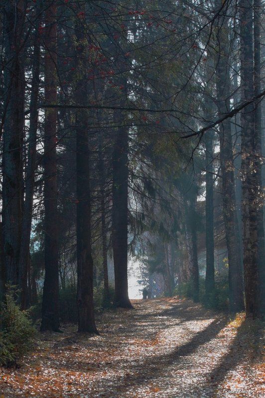 туман,лес,осень ОСЕННЕЕ НАСТРОЕНИЕ фото превью