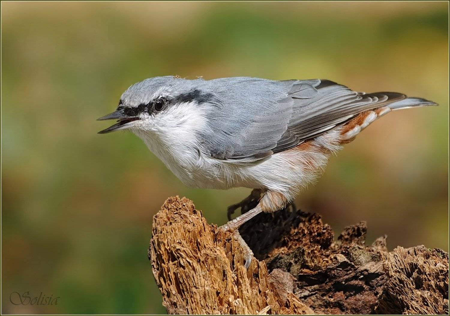 птицы, природа, поползень, Солисия