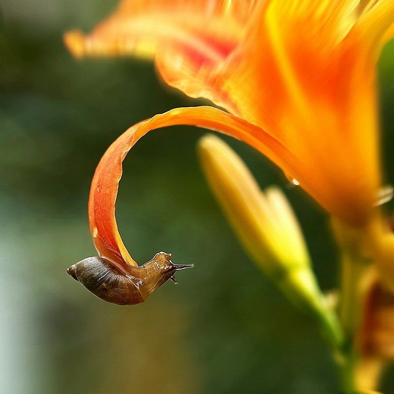 Подъём переворотом (2008) фото превью