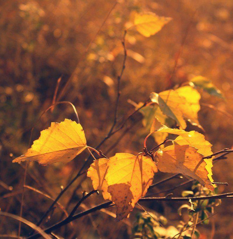 , Лана Тополева