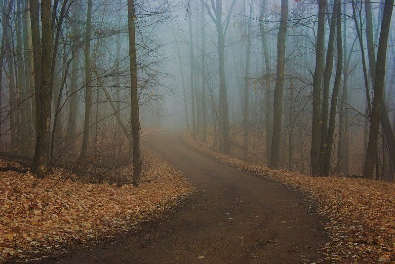 Среди палой листвы фото превью