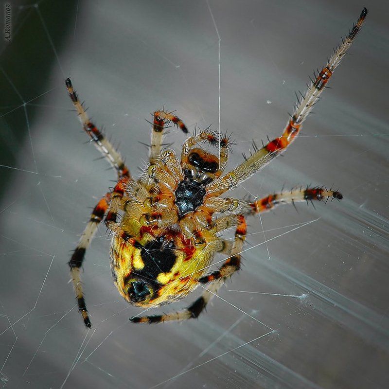 4 «редакторских «да» фото превью