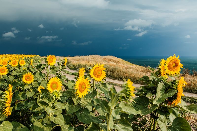 Перед бурей фото превью