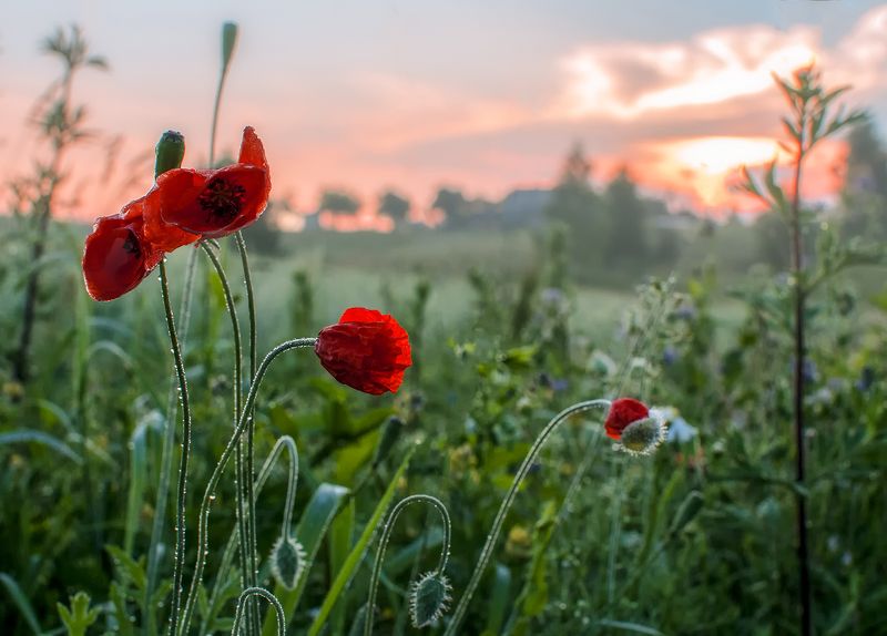 poppy,red,flowers,summer,fields,sunrise Sunrise... фото превью