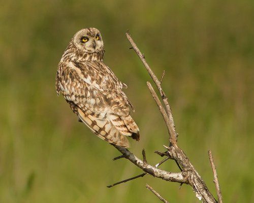 Болотная сова