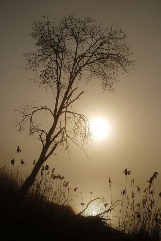 туман Туманное утро фото превью