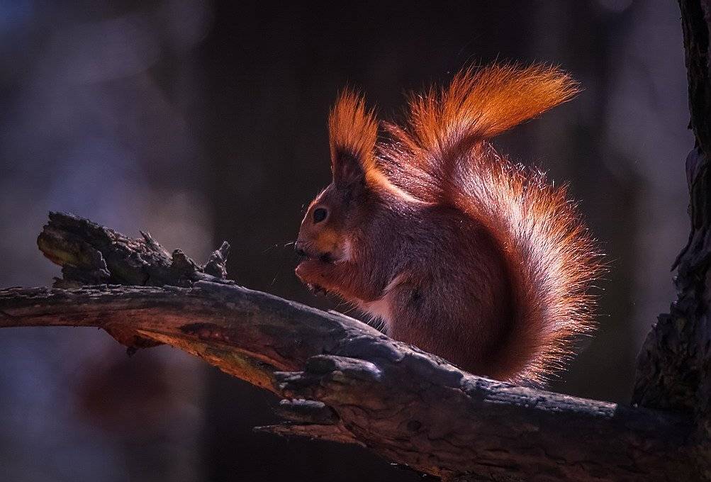 , Вячеслав Мищенко