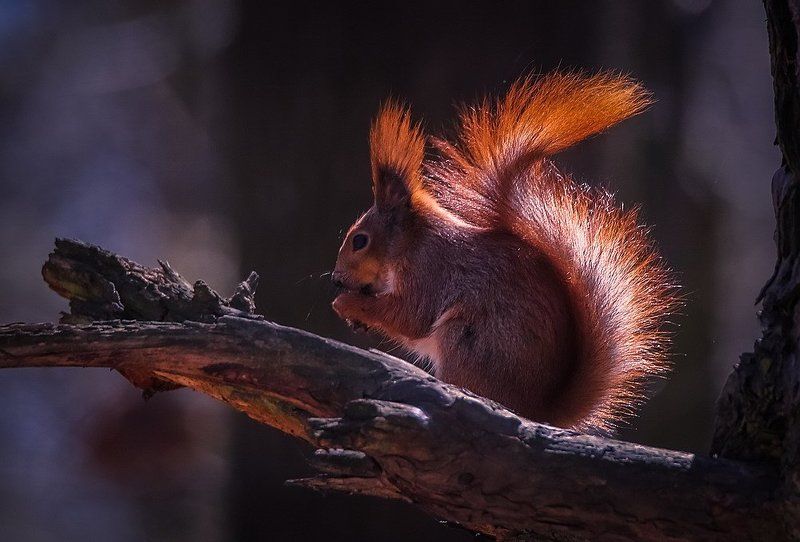 Белка песенки поет да орешки все грызет... фото превью