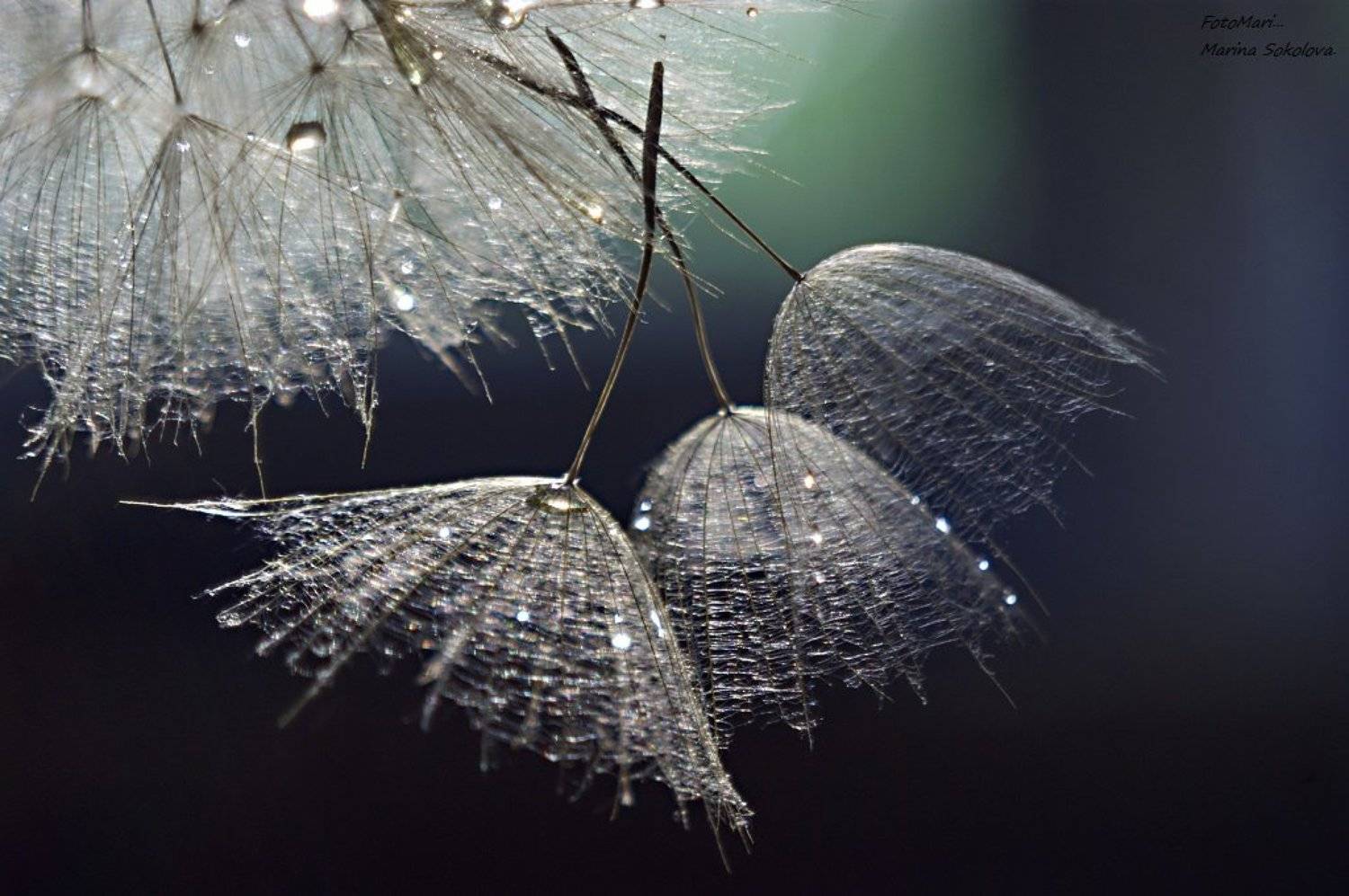 макро,композиция,этюд,одуванчики,взгляд,боке,гелиос,, Марина Соколова