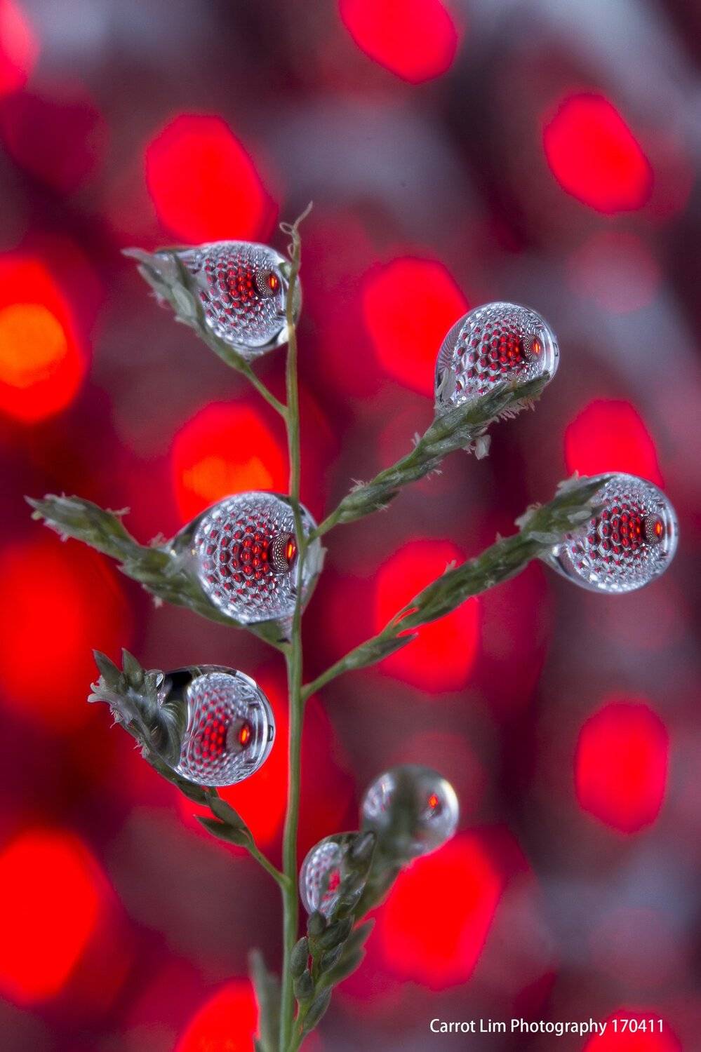 #macro#waterdroplets#colors#art, Choo How Lim