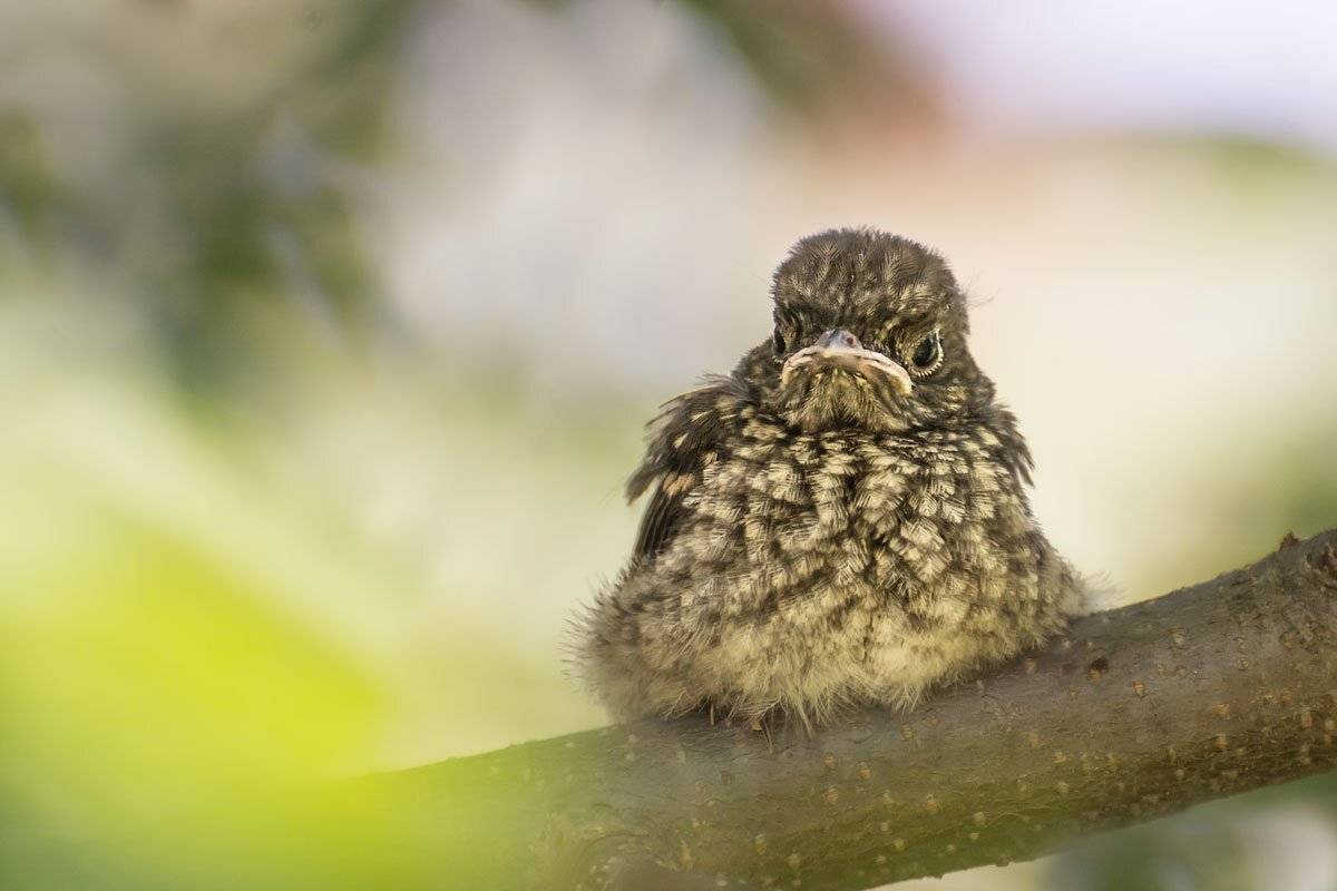 , Шинкарева Елена