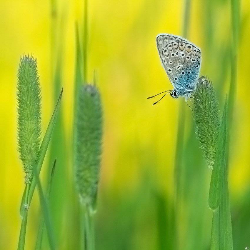 , Алексей Лобанов