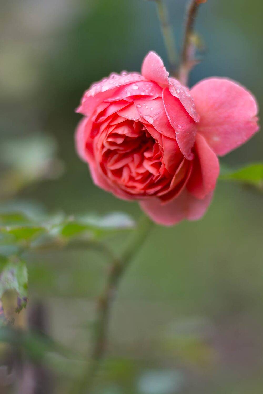 , Александр