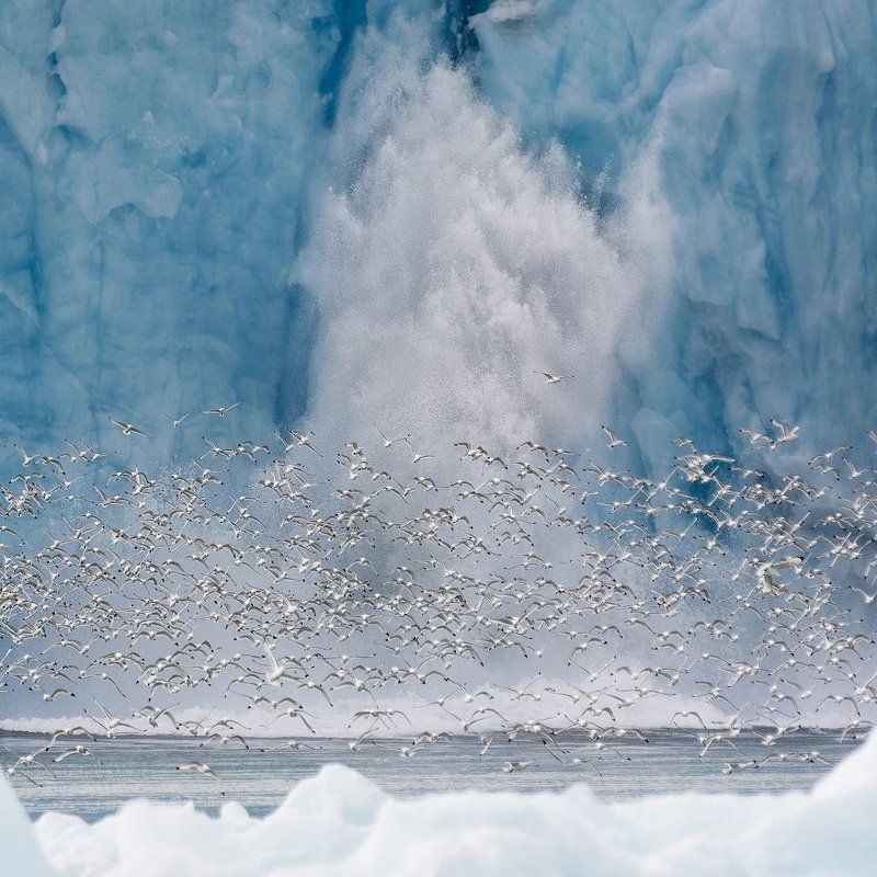 шпицберген, ледник, птицы Откололась льдина фото превью