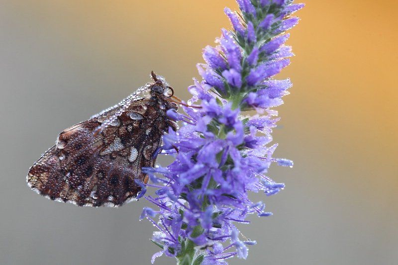 перламутровка малая, boloria dia *** фото превью