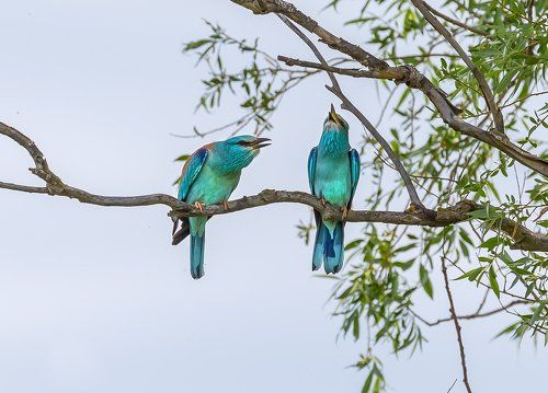 Сизоворонка