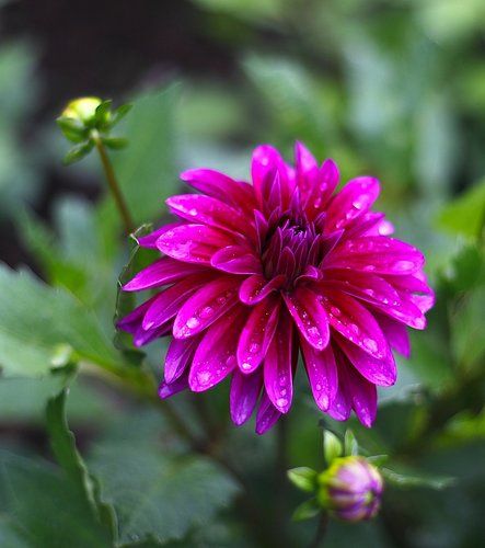 Dahlia