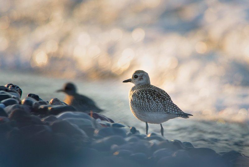 Grey Plover фото превью