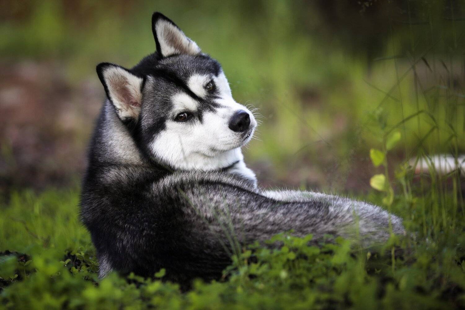 , Андрей Ершов