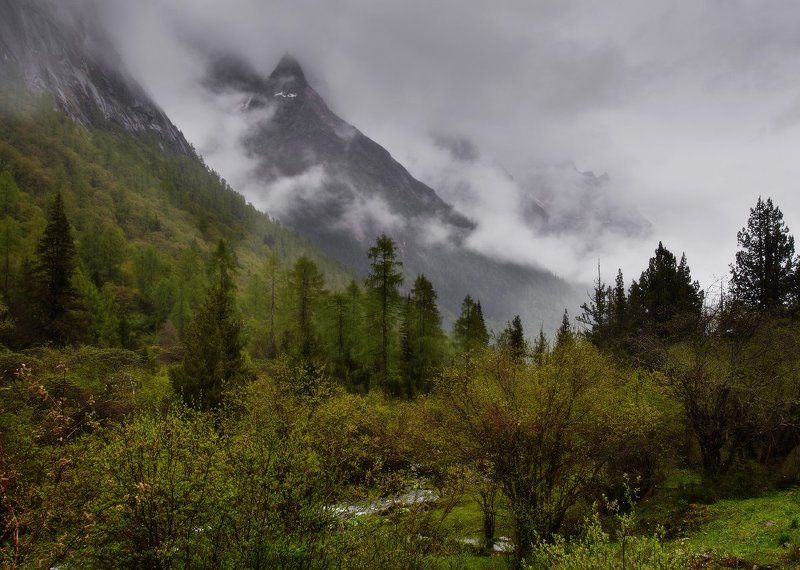 горы, лес, туман, китай, 四姑娘山 Лес и горы фото превью