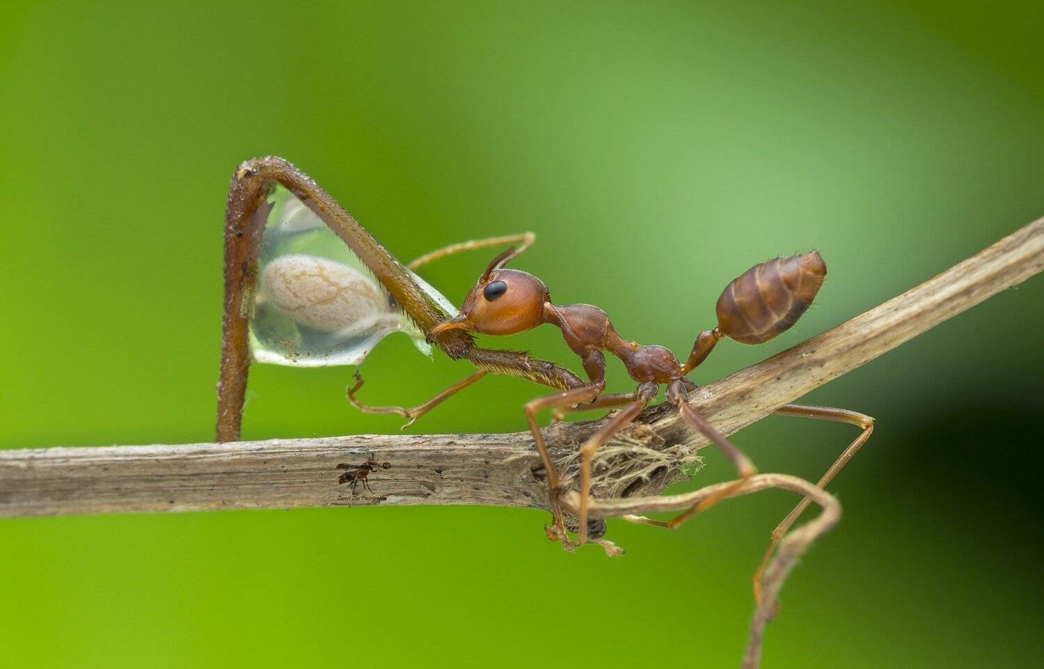 #macro#ant#colors, Choo How Lim