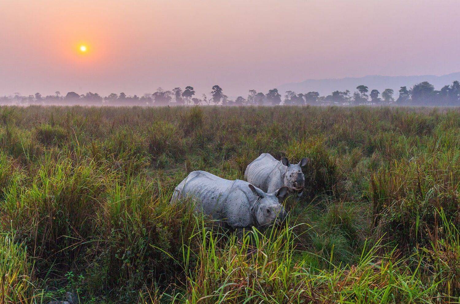 Индия, Ассам, Казиранга, носорог, сафари, Арсений Кашкаров