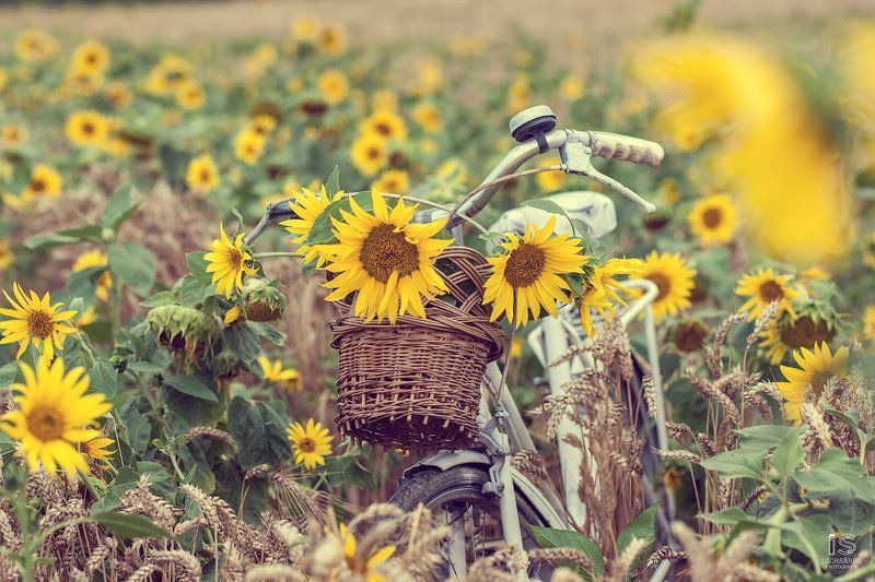 Лето фото превью