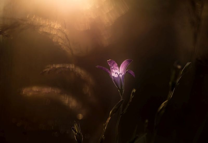 * фото превью