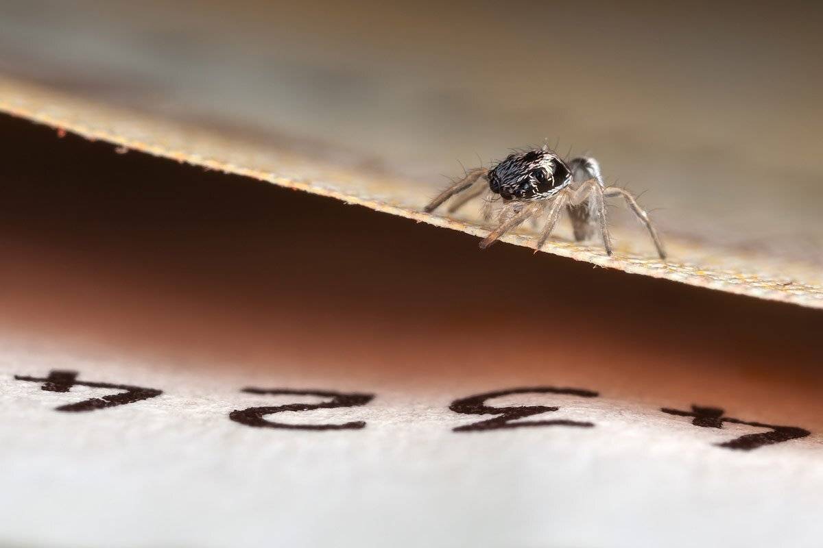 Паук, скакун, евро, банкнот, maкpo,, Linas T