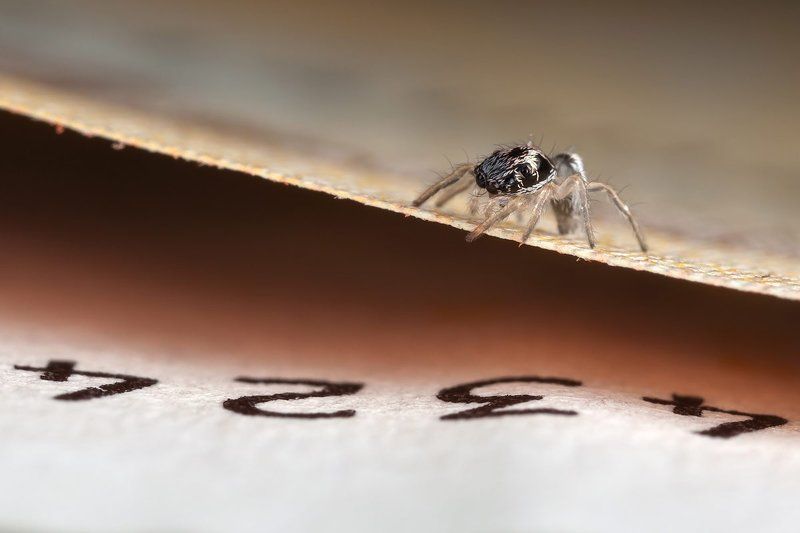 Паук, скакун, евро, банкнот, maкpo, Cчетчик :) фото превью