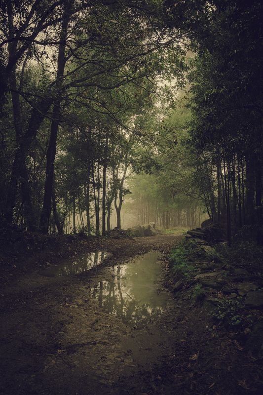 reflection, trees, green, water, green, beauty, nature, country, morning Morning fog in the woods фото превью