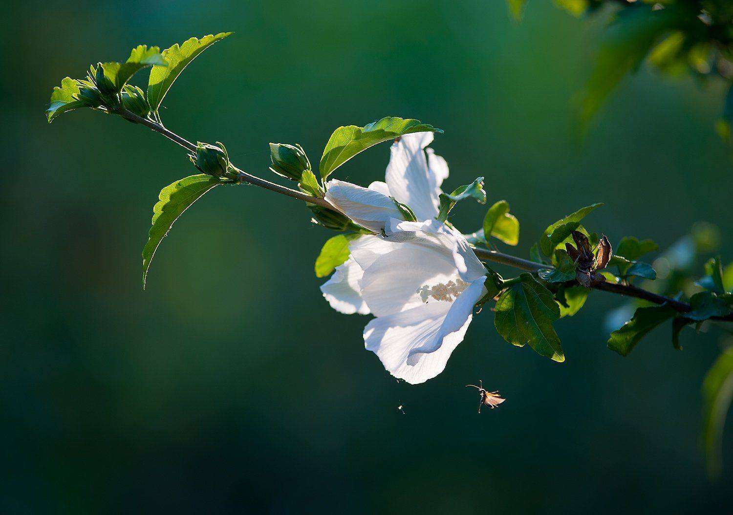 , Валерий Смирнов