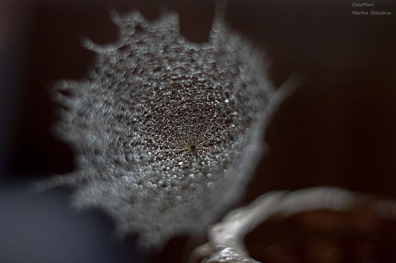 одуванчик,макро,боке,, Марина Соколова