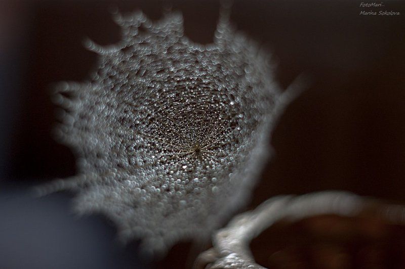 одуванчик,макро,боке, Боке. фото превью