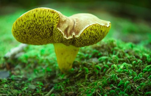 ЛЕСНЫЕ ВОЛШЕБНИКИ.