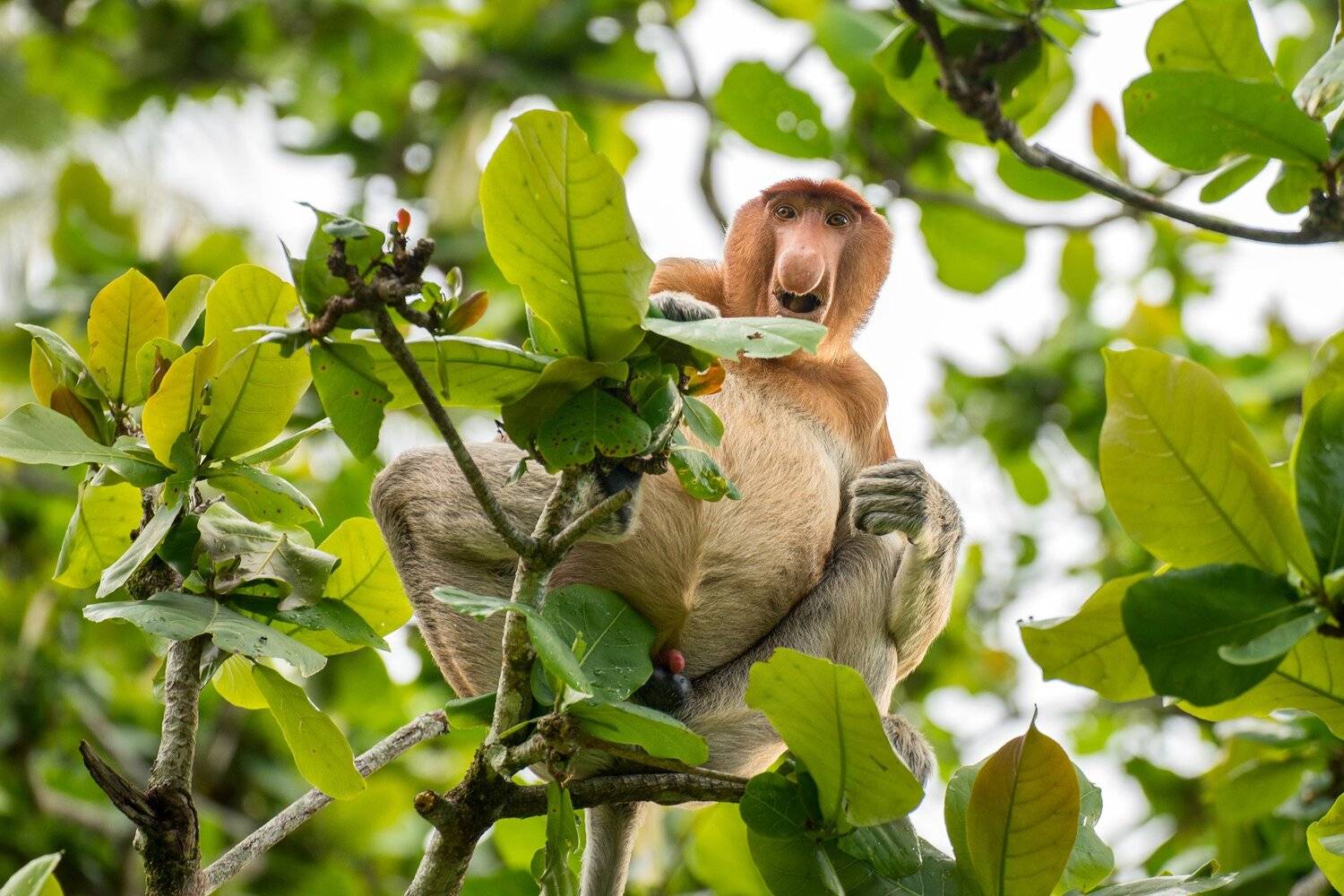 , Михаил Туркеев