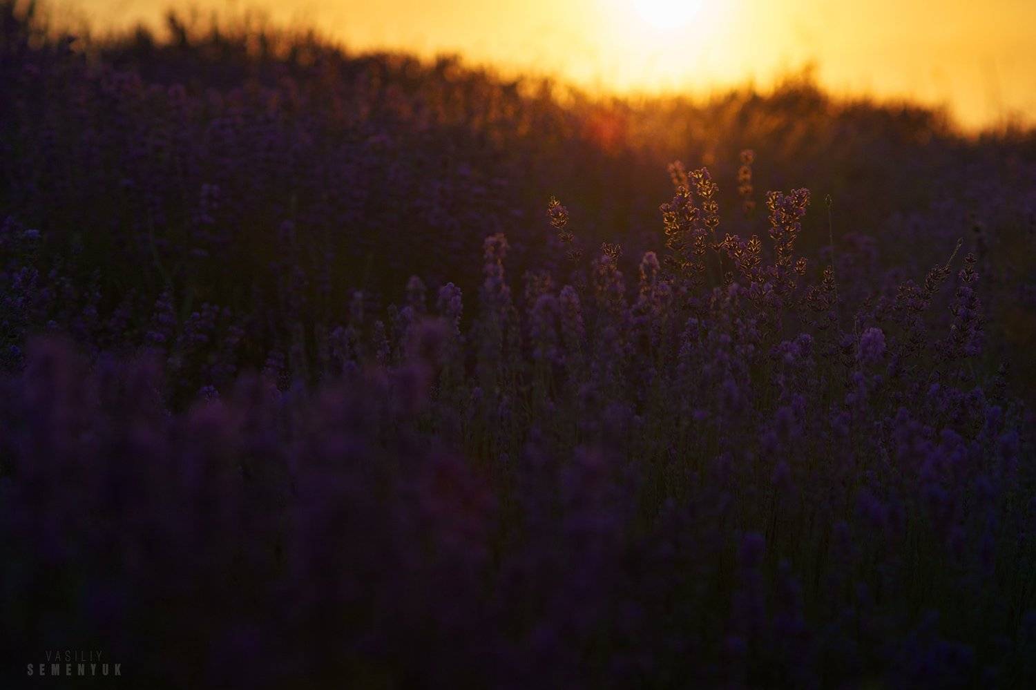 крым, лаванда, закат, настроение, цветы, солнце., Семенюк Василий