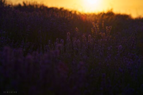 В лаванде - Солнце заблудилось.