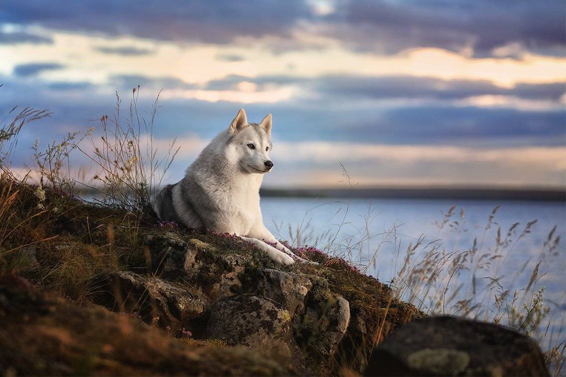 , Андрей Ершов