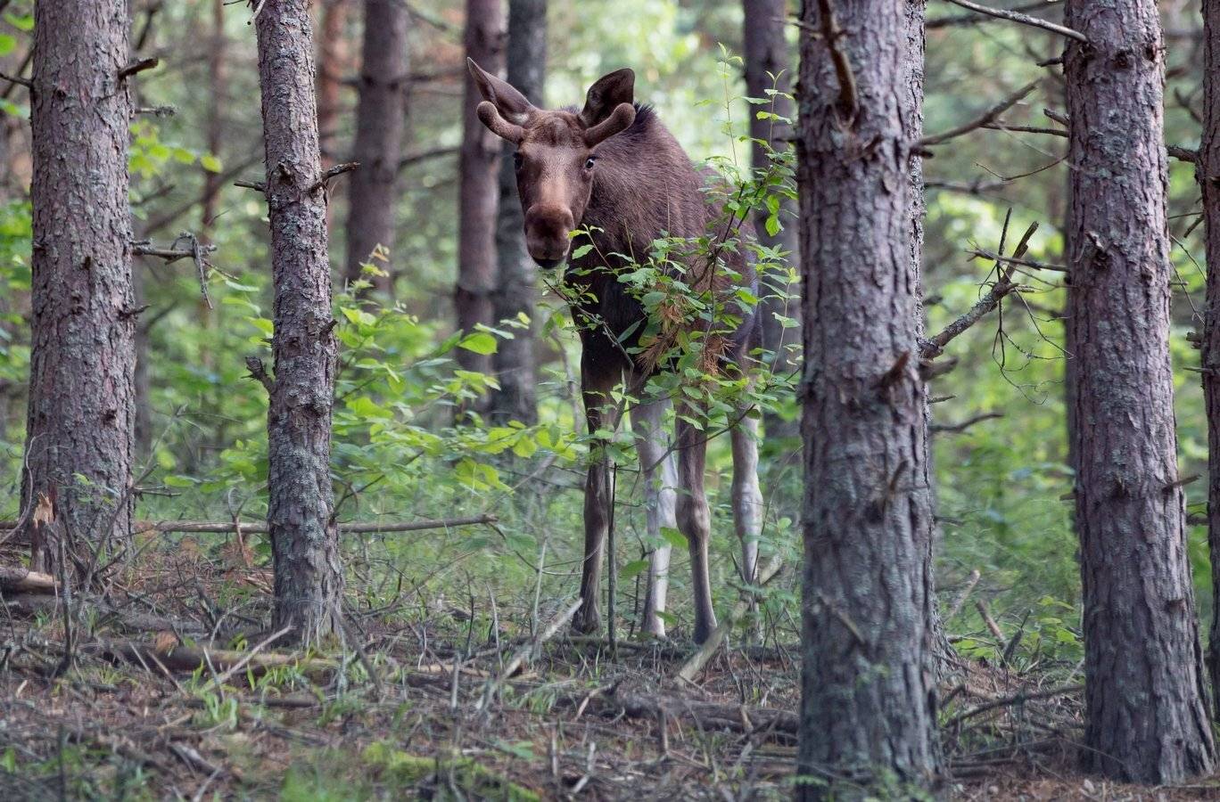 , Андрей Шимчук