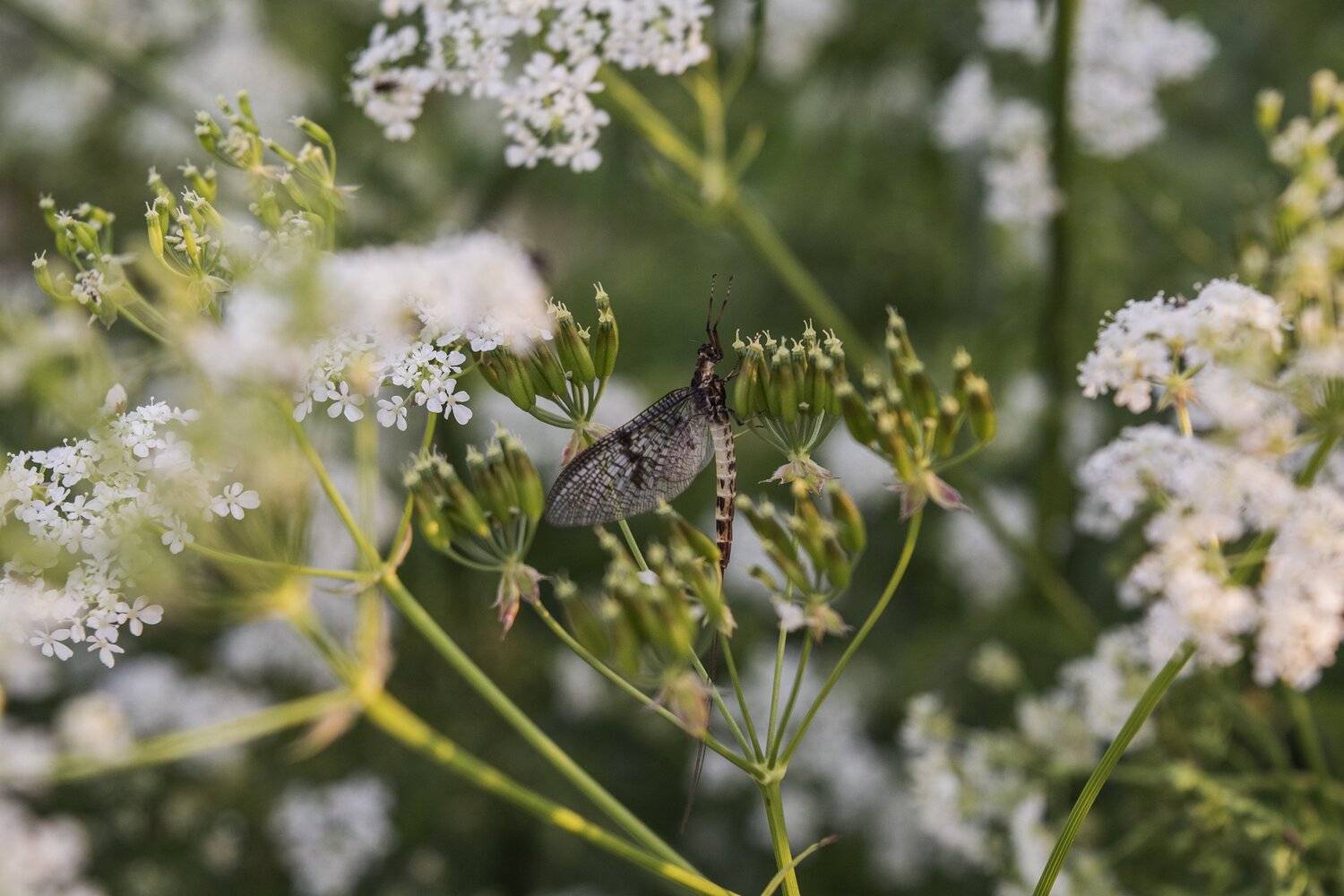 , Марина Никулина