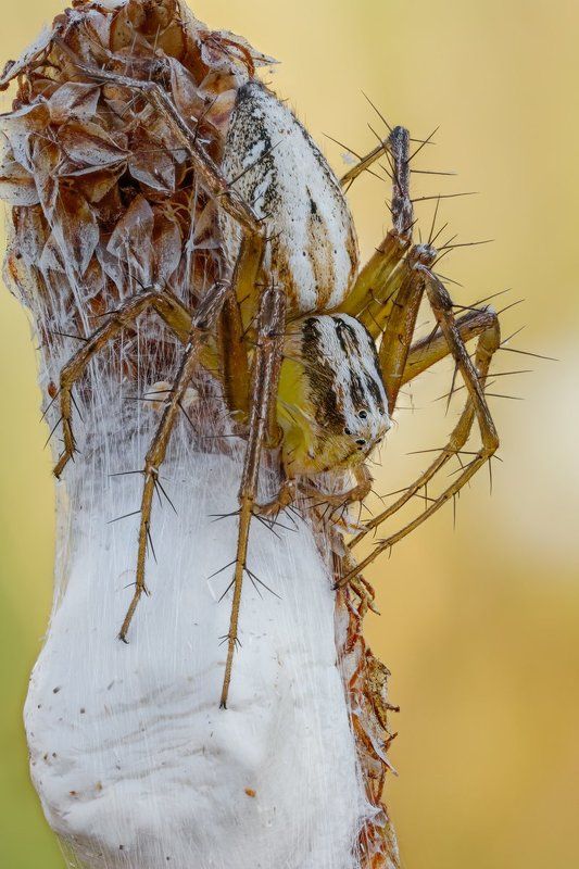 В ожидании потомства фото превью