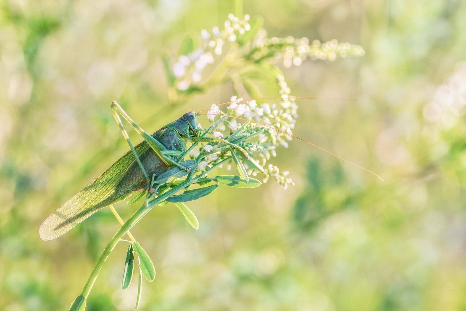 кузнечик,трава,блики,свет,белый,зелень,лапы,крылья,глаза,усы, Юрий Котов